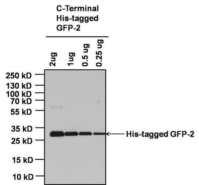 Mouse IgG Fc Cross-Adsorbed Secondary Antibody in Western Blot (WB)