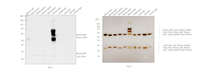 Mouse IgM Secondary Antibody in Western Blot (WB)