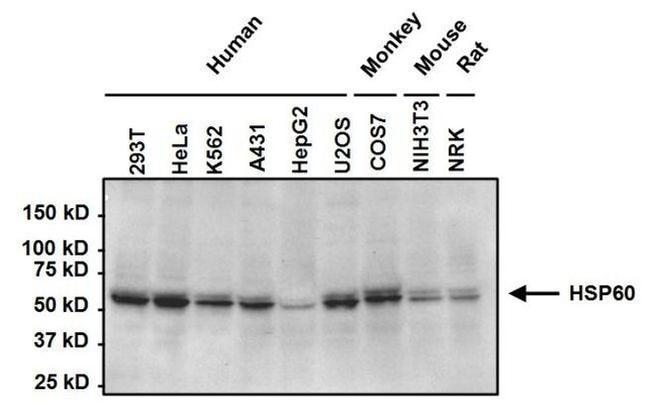 Mouse IgM Secondary Antibody in Western Blot (WB)