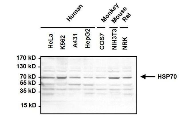 Mouse IgM Secondary Antibody in Western Blot (WB)