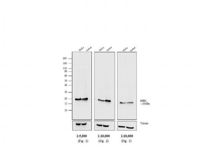 Mouse IgG, IgM (H+L) Secondary Antibody in Western Blot (WB)