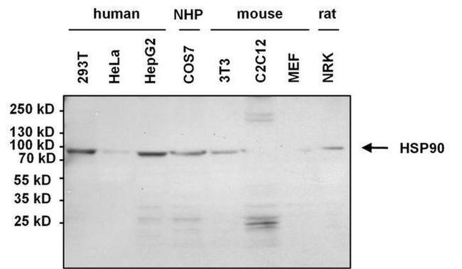 Mouse IgG, IgM (H+L) Cross-Adsorbed Secondary Antibody in Western Blot (WB)