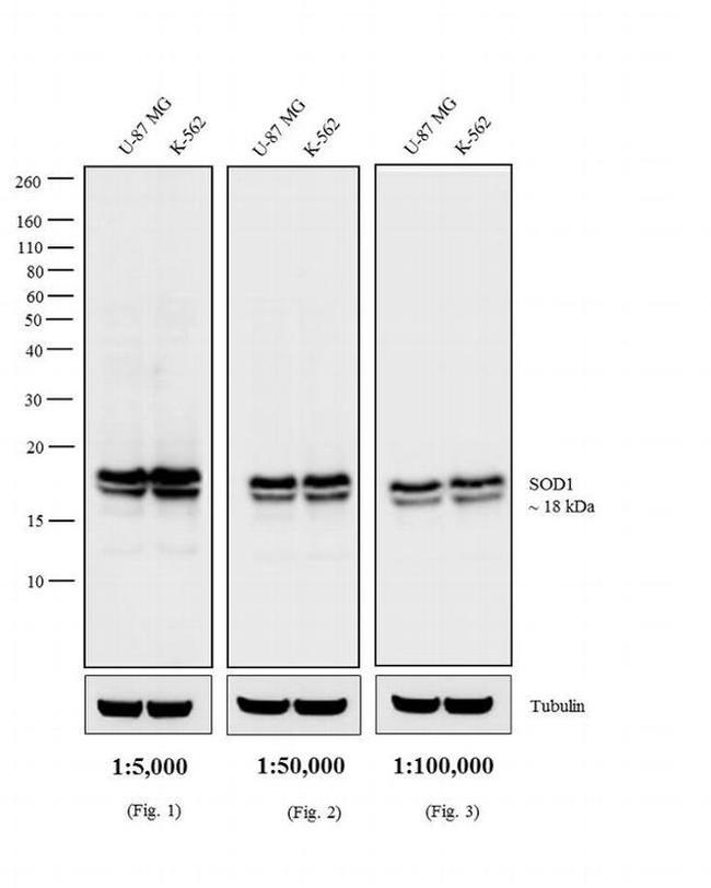 Mouse IgG (H+L) Secondary Antibody in Western Blot (WB)