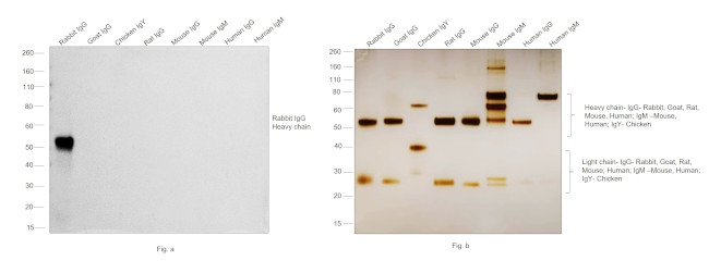 Rabbit IgG (H+L) Cross-Adsorbed Secondary Antibody