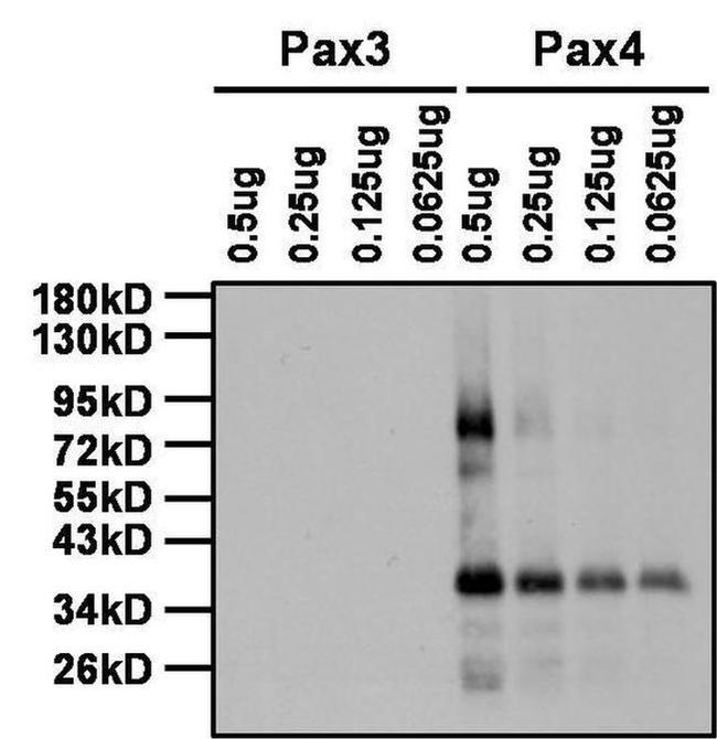 Rabbit IgG (H+L) Secondary Antibody in Western Blot (WB)