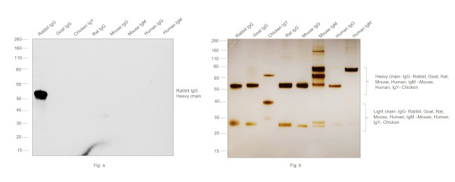 Rabbit IgG (H+L) Cross-Adsorbed Secondary Antibody in Western Blot (WB)