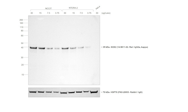 Rat IgG (H+L) Secondary Antibody in Western Blot (WB)