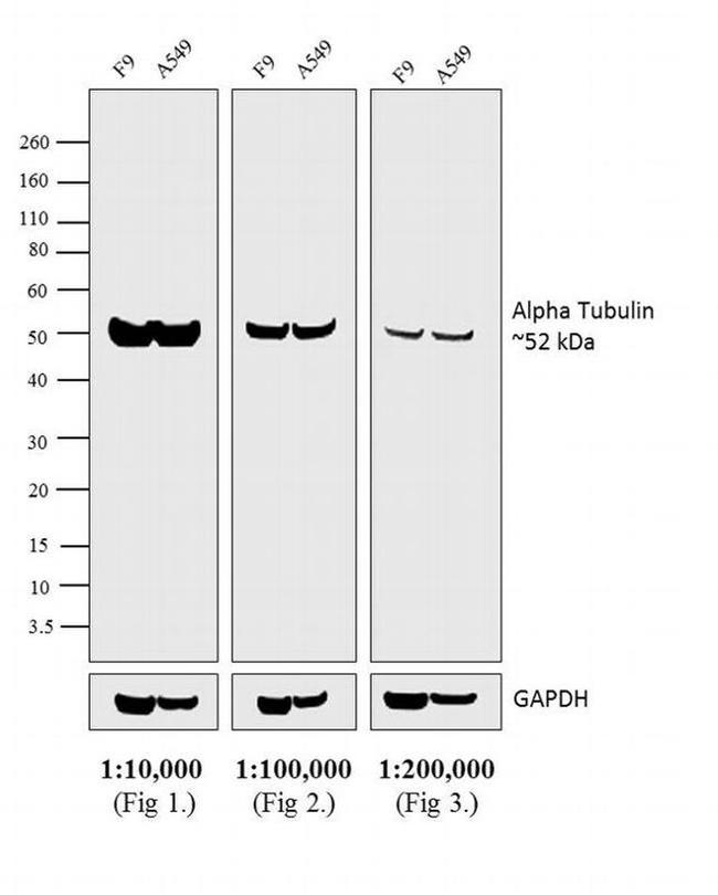 Rat IgG (H+L) Secondary Antibody in Western Blot (WB)