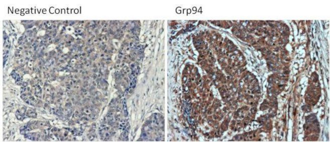 Rat IgG (H+L) Secondary Antibody in Immunohistochemistry (Paraffin) (IHC (P))