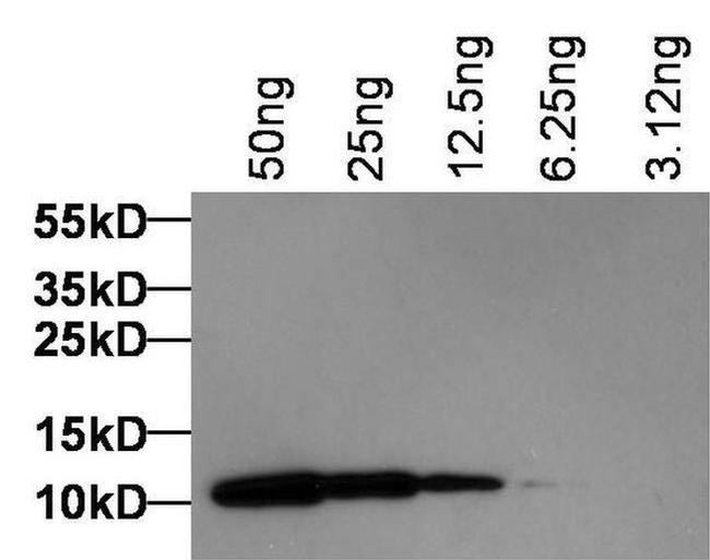 Rat IgG (H+L) Secondary Antibody in Western Blot (WB)