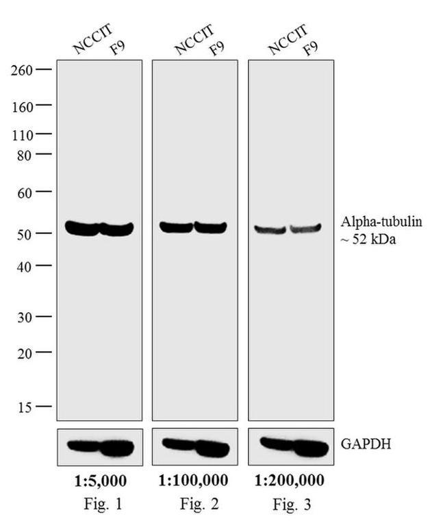 Rat IgG (H+L) Secondary Antibody in Western Blot (WB)