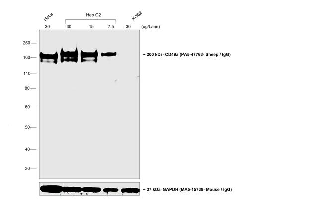 Sheep IgG (H+L) Secondary Antibody in Western Blot (WB)