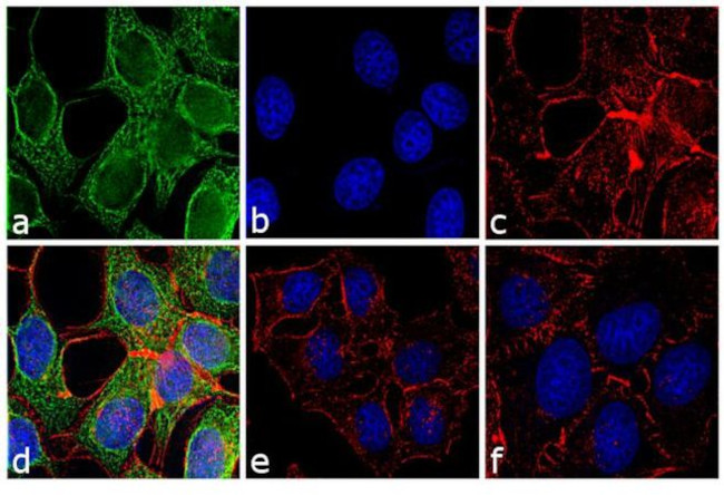 Mouse IgG Fc Secondary Antibody in Immunocytochemistry (ICC/IF)