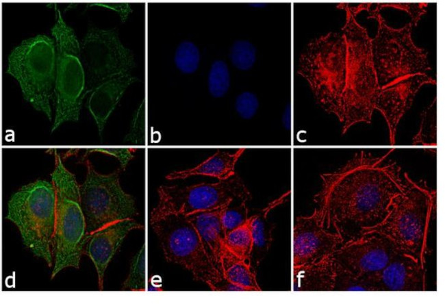 Mouse IgG Fc Secondary Antibody in Immunocytochemistry (ICC/IF)