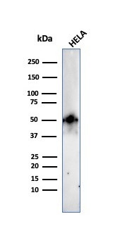 FOXA1/HNF3A Antibody in Western Blot (WB)