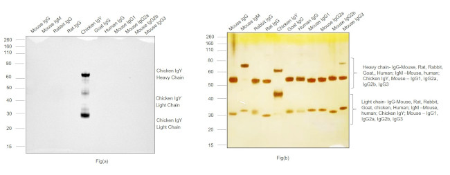 Chicken IgY (H+L) Secondary Antibody