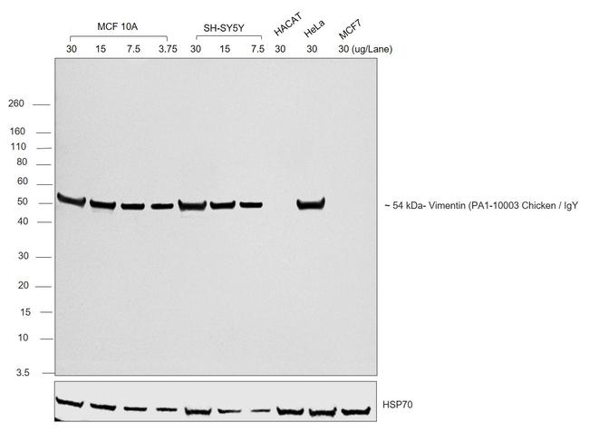 Chicken IgY (H+L) Secondary Antibody in Western Blot (WB)