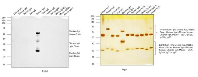 Chicken IgY (H+L) Secondary Antibody in Western Blot (WB)