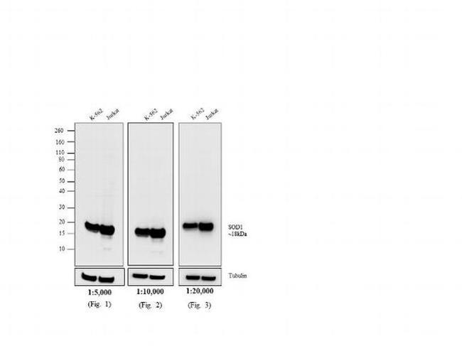 Mouse IgG (H+L) Secondary Antibody in Western Blot (WB)