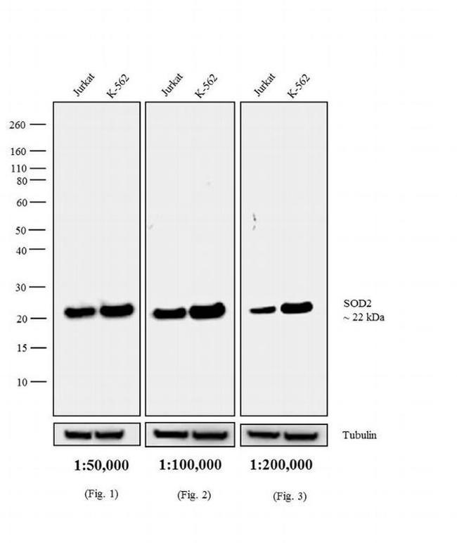 Mouse IgG (H+L) Cross-Adsorbed Secondary Antibody in Western Blot (WB)