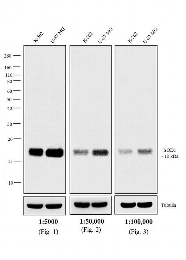 Mouse IgG F(ab')2 Secondary Antibody in Western Blot (WB)