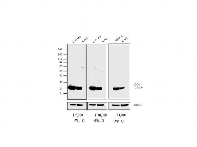 Mouse IgG Fc Secondary Antibody in Western Blot (WB)
