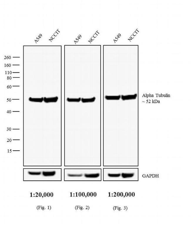 Rat IgG (H+L) Secondary Antibody in Western Blot (WB)