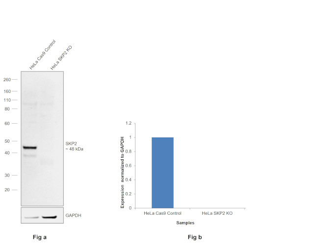 SKP2 Antibody