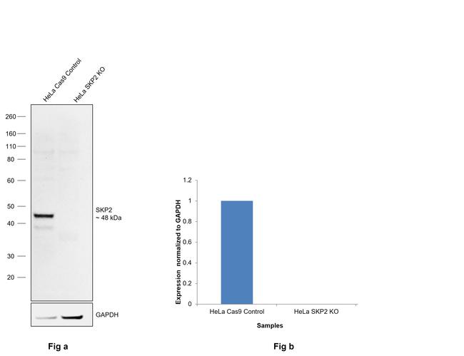 SKP2 Antibody in Western Blot (WB)