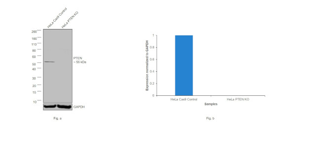 PTEN Antibody