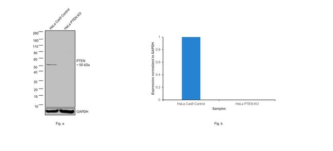 PTEN Antibody in Western Blot (WB)