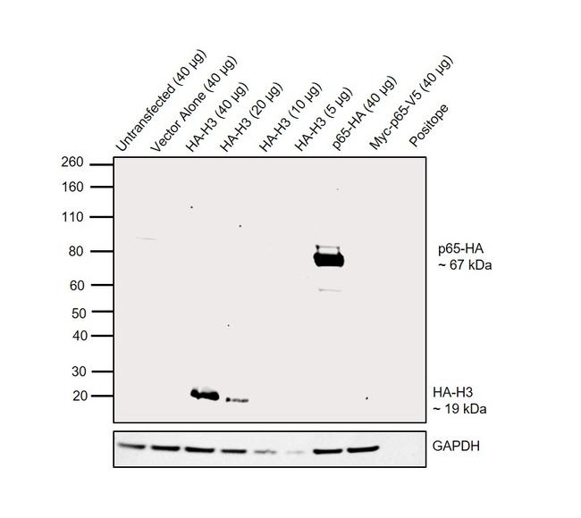 HA Tag Antibody in Western Blot (WB)