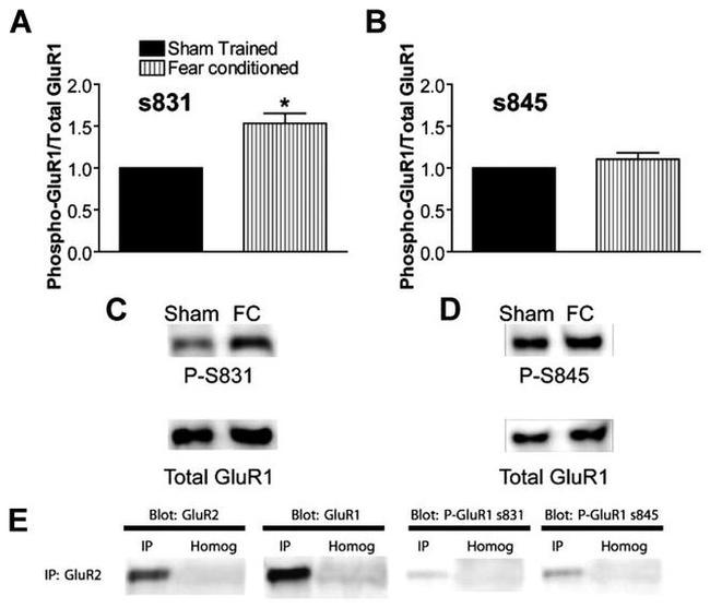 GluR2 Antibody in Western Blot, Immunoprecipitation (WB, IP)