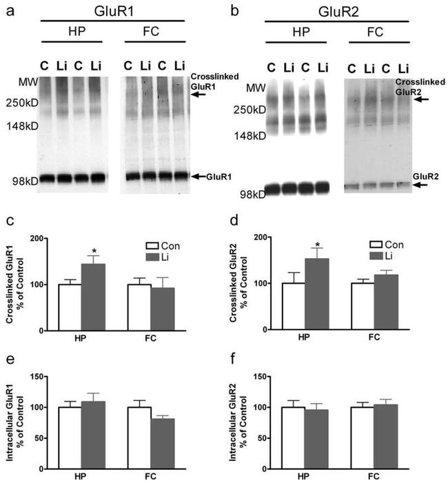 GluR2 Antibody in Western Blot (WB)