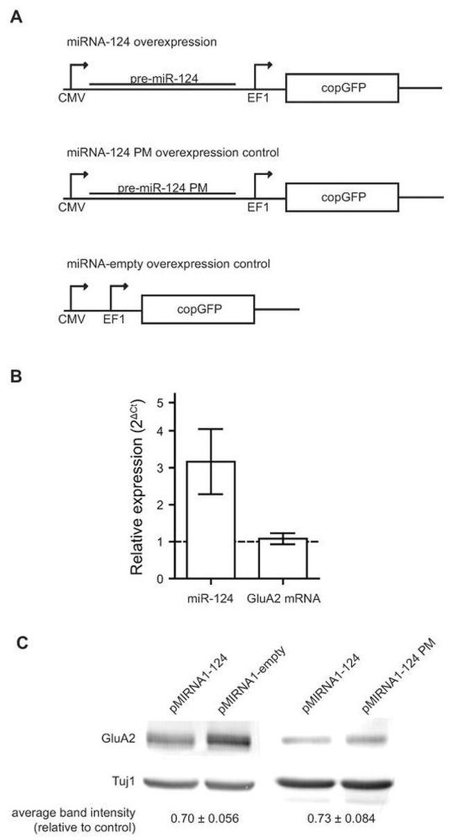 GluR2 Antibody in Western Blot (WB)