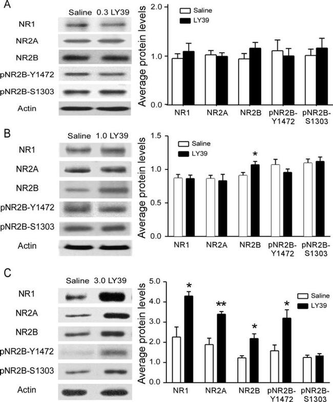 NMDAR1 Antibody in Western Blot (WB)