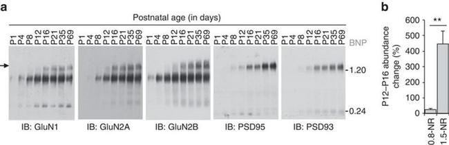 NMDAR1 Antibody in Western Blot (WB)