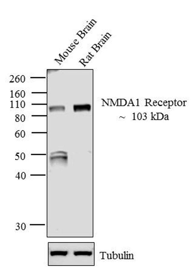 NMDAR1 Antibody in Western Blot (WB)