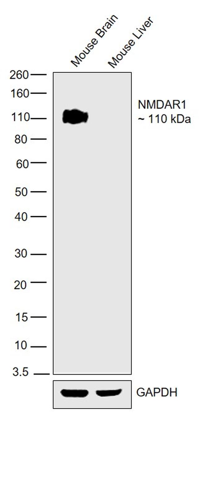 NMDAR1 Antibody in Western Blot (WB)