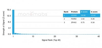 HOXB2 (Transcription Factor) Antibody in Peptide array (ARRAY)