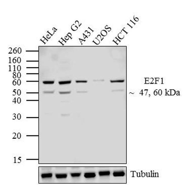 E2F1 Antibody in Western Blot (WB)