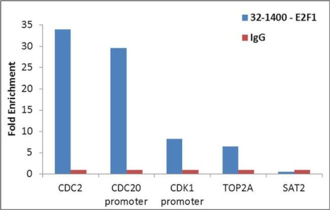 E2F1 Antibody