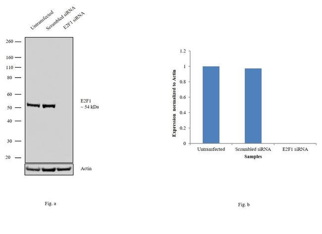 E2F1 Antibody in Western Blot (WB)