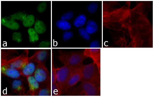 Cyclin E Antibody in Immunocytochemistry (ICC/IF)