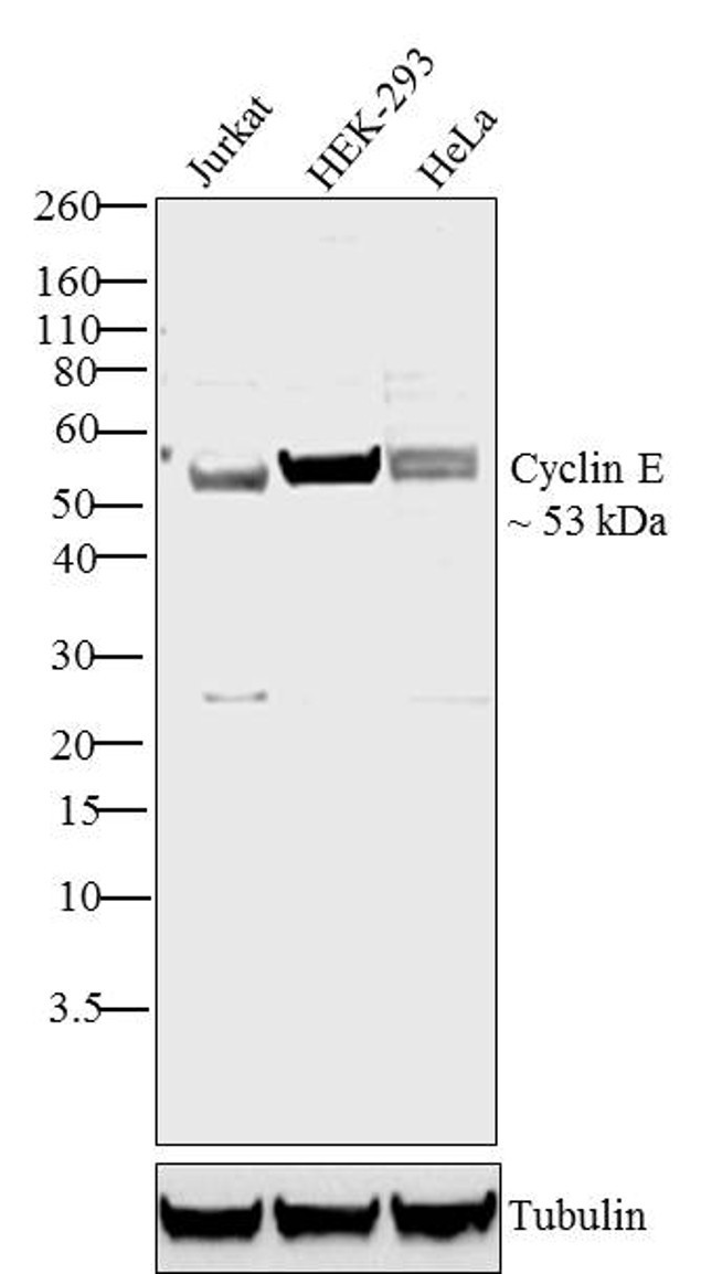 Cyclin E Antibody in Western Blot (WB)