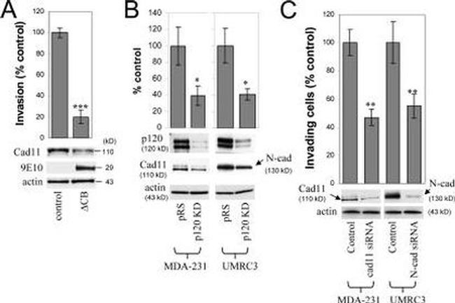 CDH11 Antibody in Western Blot (WB)