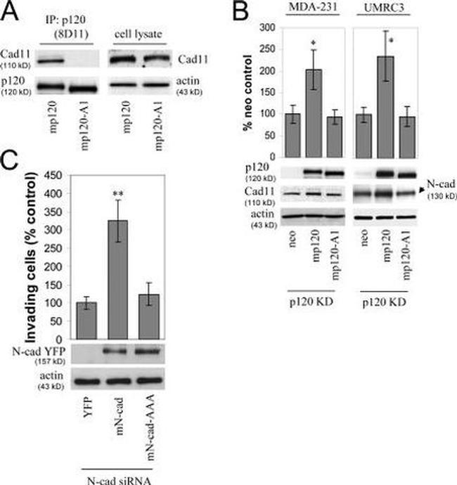 CDH11 Antibody in Western Blot (WB)