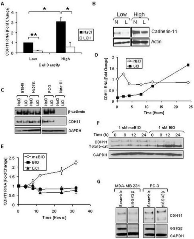 CDH11 Antibody in Western Blot (WB)