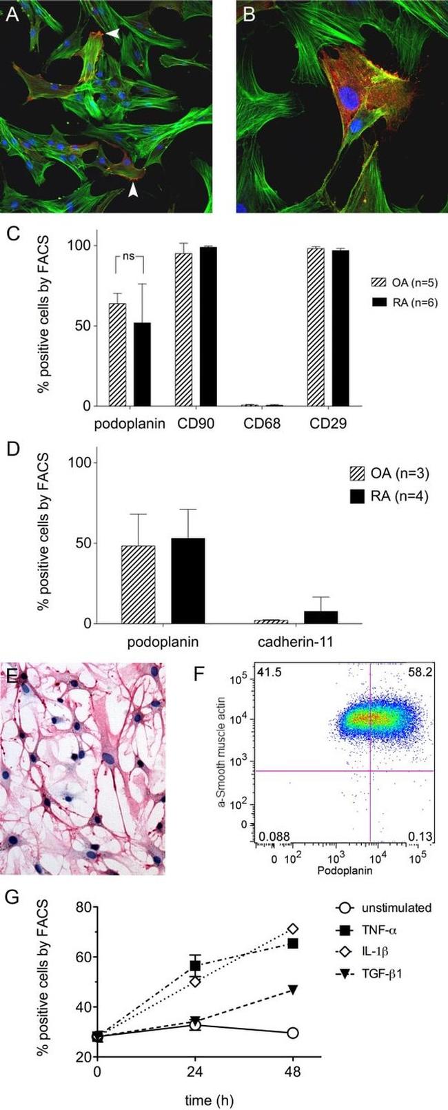 CDH11 Antibody in Flow Cytometry (Flow)