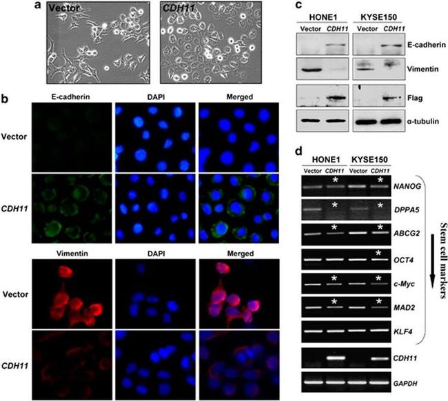 CDH11 Antibody in Western Blot, Immunocytochemistry (WB, ICC/IF)